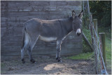 Ezel - Equus africanus asinus