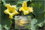 Pompoen - Cucurbita ficifolia