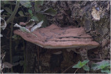 platte Tonderzwam - Ganoderma lipsiense