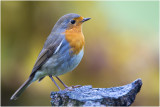 Roodborst - Erithacus rubecula