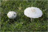 gewone Weidechampignon - Agaricus campestris