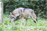 Grijze Wolf - Canis lupus