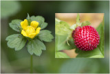 Schijnaardbei of sieraardbei  - Potentilla indica