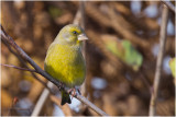 Groenling - Chloris chloris