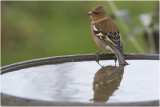 Vink- Fringilla coelebs