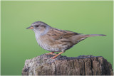 Heggenmus - Prunella modularis