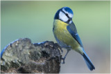 Pimpelmees - Cyanistes caeruleus