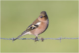 Vink- Fringilla coelebs