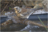 Kramsvogel - Turdus Pilaris