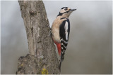 grote bonte Specht - Dendrocopos major