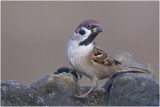 Ringmus - Passer montanus
