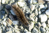 kleine Beer - Phragmatobia fuliginosa