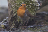 Roodborst - Erithacus rubecula