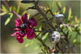 Manuka - Leptospermum scoparium 