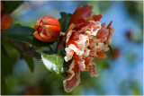 Granaatappel bloem - Punica granatum