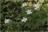 Bosanemoon - Anemone nemorosa