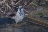 Huismus - Passer domesticus
