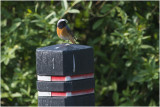 gekraagde Roodstaart - Phoenicurus phoenicurus