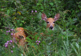 Whitetail Fawn in flowers Mary Lake copy.jpg