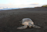 Olive Ridley smoothing over nest copy.jpg