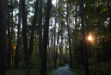 Scenic Pines Fall Sunrise copy.jpg