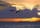 Pelican sunset copy.jpg