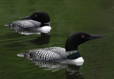 Loon pair Lake Itasca copy.jpg