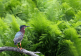 Little Green Heron and ferns copy.jpg