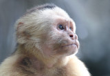 Capuchin Monkey.jpg