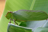 Large noisy Horned Katydid.jpg