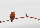 Rufous 2