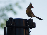 Female Cardinal on Weather Station