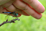 Male Blue Dasher <i>Pachydiplax longipennis</i>