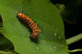 Fritillary Caterpillar