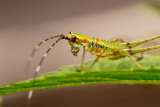 Scudders Bush Katydid Nymph