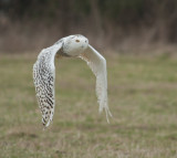 Hawk Conservancy