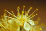 11-Macro-Laurel flower (1mm).JPG