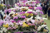 19-Keukenhof-8.JPG