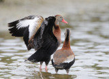 Black-bellied Whistling Duck