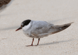 Whiskered Tern