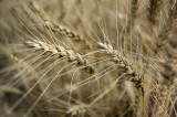 Experimental Farm