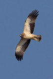 Booted eagle (hieraaetus pennatus), Dadia, Greece, September 2008