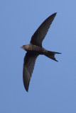 Common swift (apus apus), Trujillo, Spain, June 2013