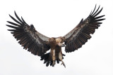 Griffon vulture (gyps fulvus), Monfrage, Spain, June 2013