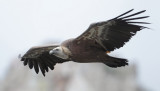 Griffon vulture (gyps fulvus), Monfrage, Spain, June 2013