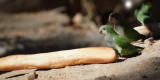 Monk parakeet (myiopsitta monachus), Barcelona, Spain, July 2013