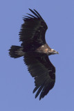 Black vulture, cinereous vulture (aegypius monachus), Monfrage, Spain, June 2013