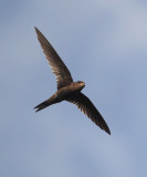 Plain swift (apus unicolor), La Gomera, Spain, September 2011