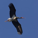 Black stork (ciconia nigra), Monfrage, Spain, June 2013