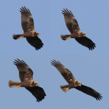 Marsh harrier, Grancy, Switzerland, August 2013